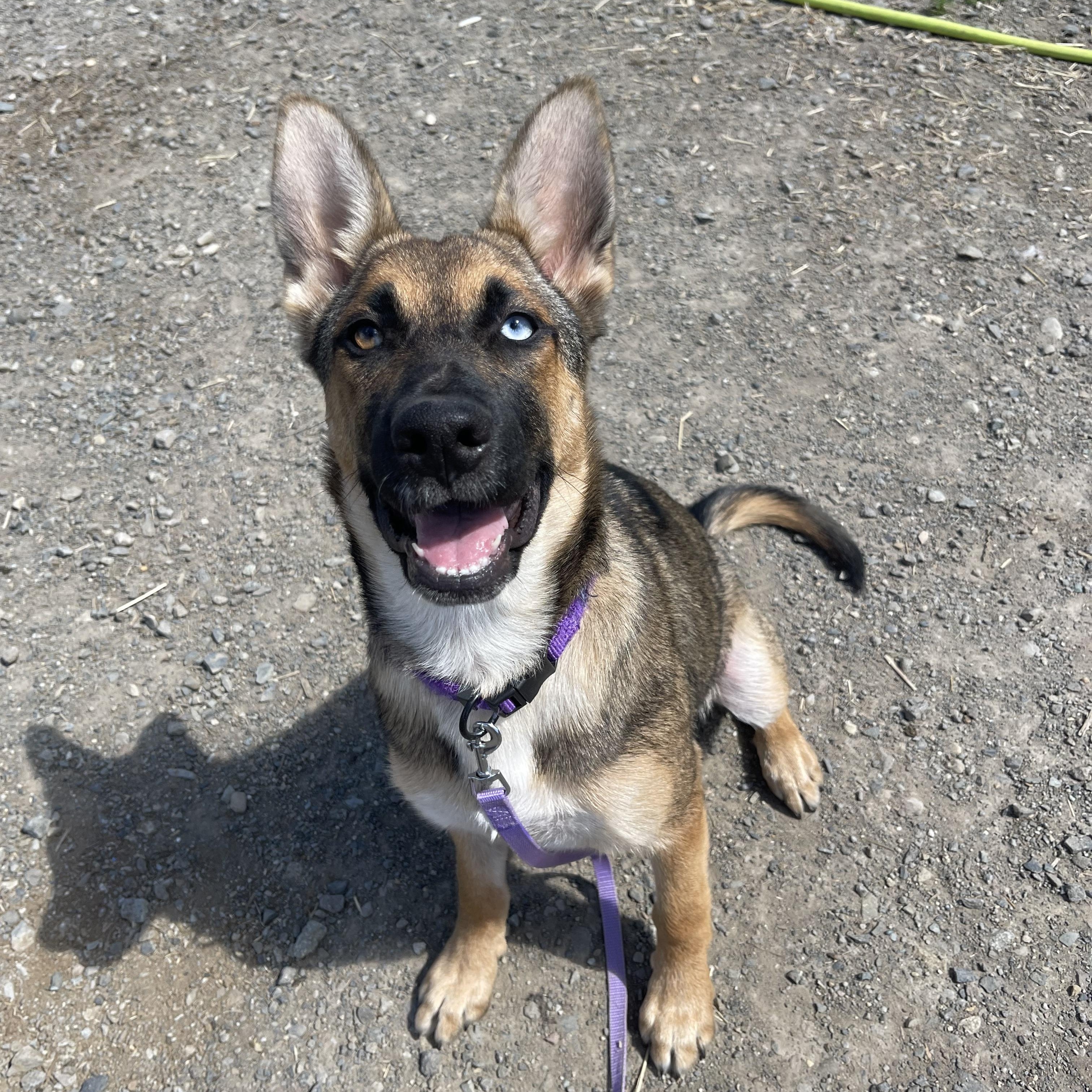 Subi, a Adoptable mixed breed in Oakville, WA image 3/5