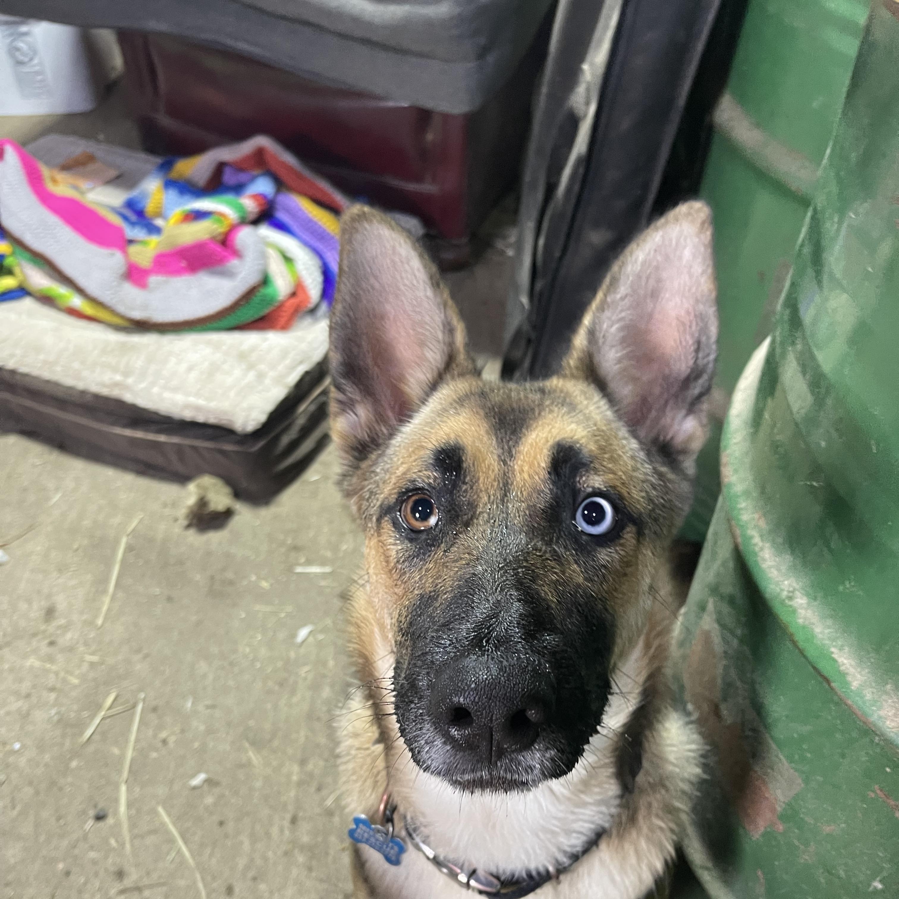 Enlarge Subi, a Adoptable mixed breed in Oakville, WA image 4/6