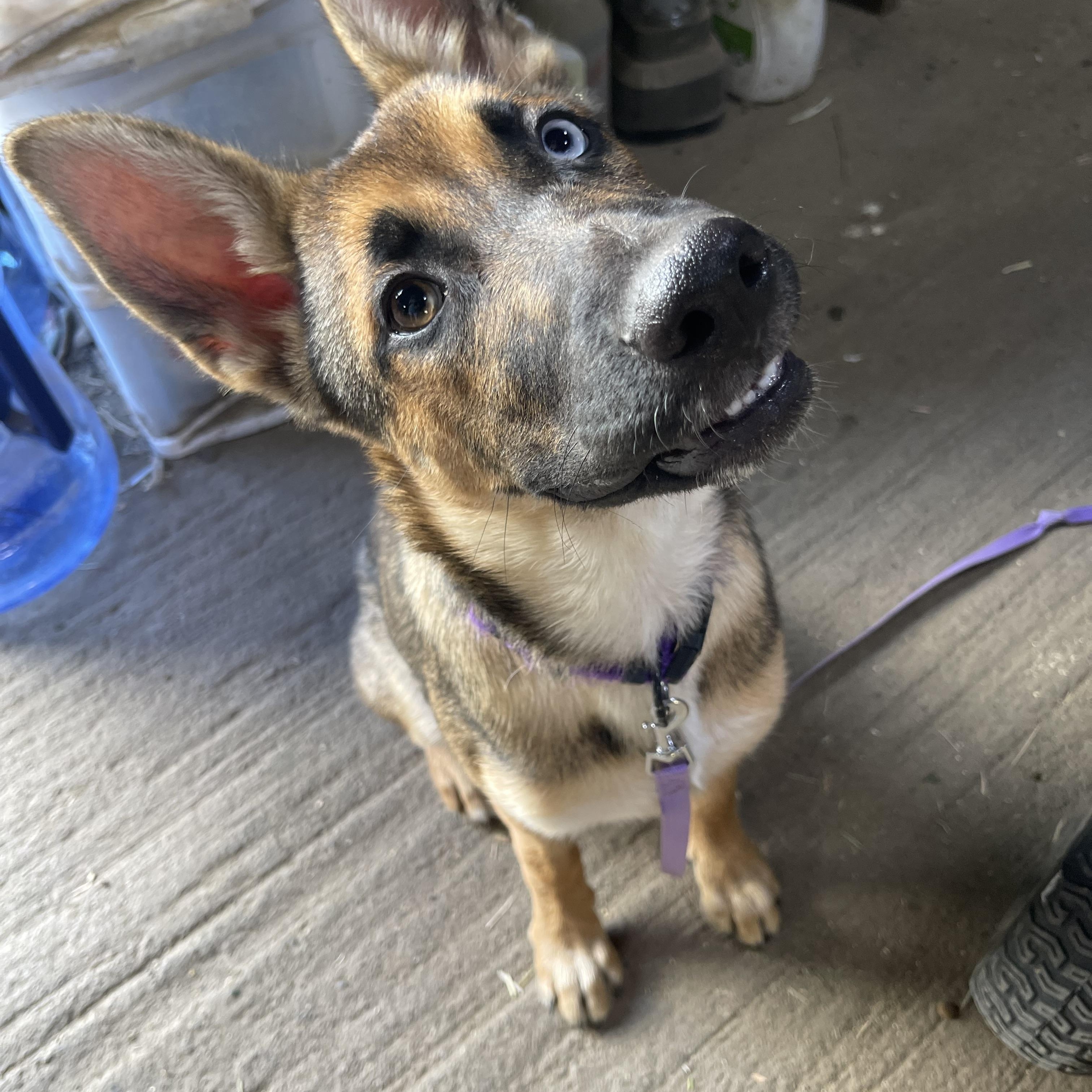 Subi, a Adoptable mixed breed in Oakville, WA image 2/5