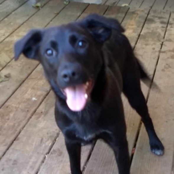 Celeste, Adoptable, Puppy Female Labrador Retriever.