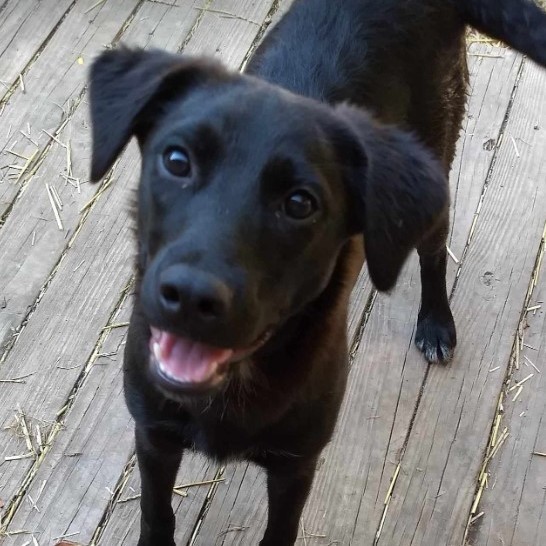 Celeste, a Adoptable mixed breed in Barrington Hills, IL image 2/2