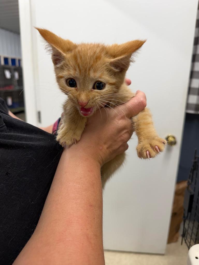 Enlarge Biscuit, a Adoptable mixed breed in Virginia, MN image 1/1