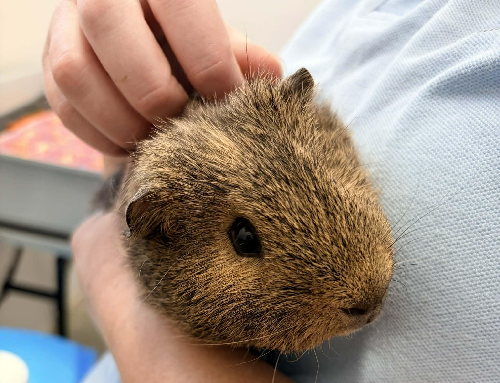 Enlarge Theodore, an adopted mixed breed in Wakefield, RI image 2/2