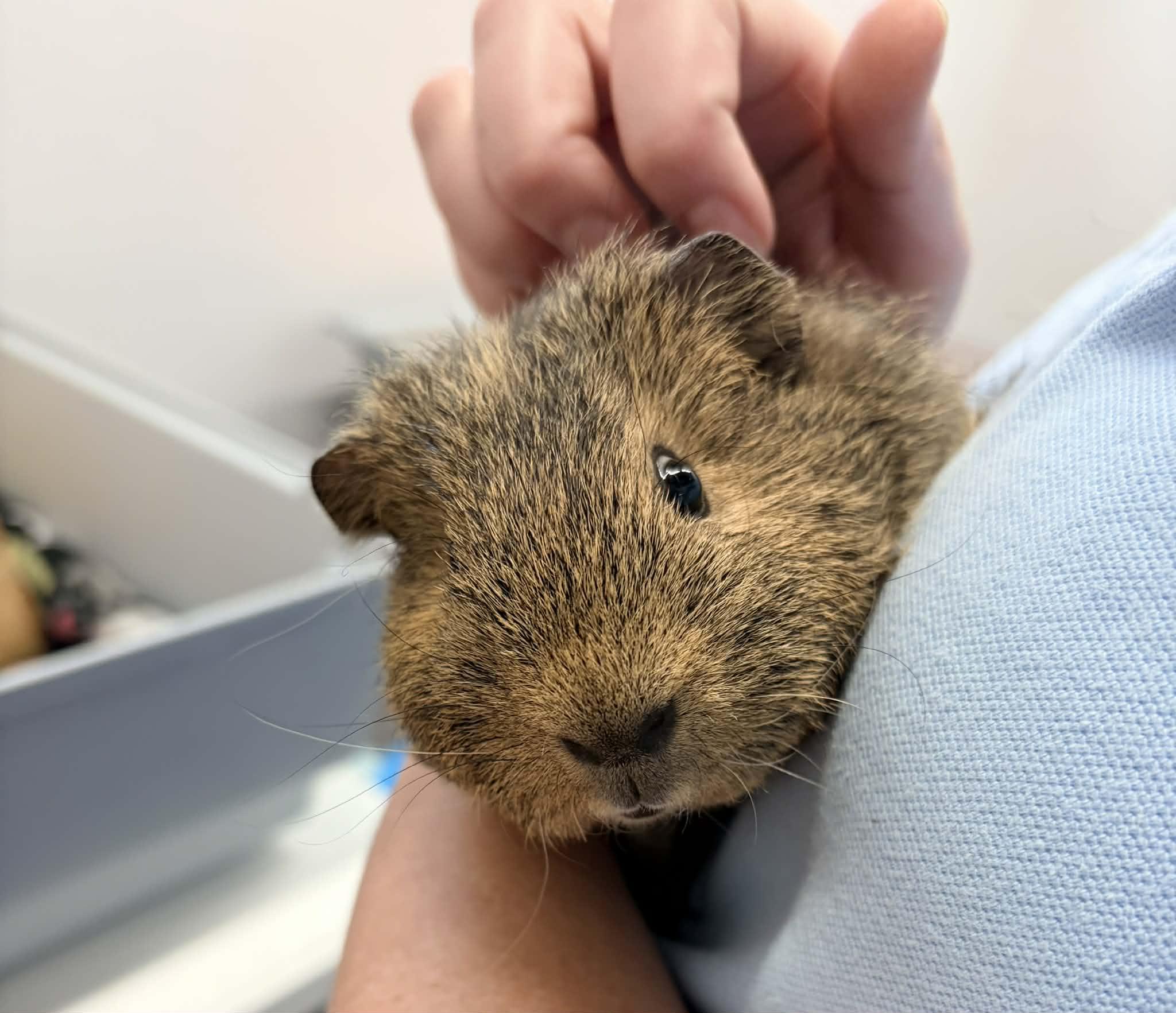 Theodore, adopted, Baby Male Short-Haired.