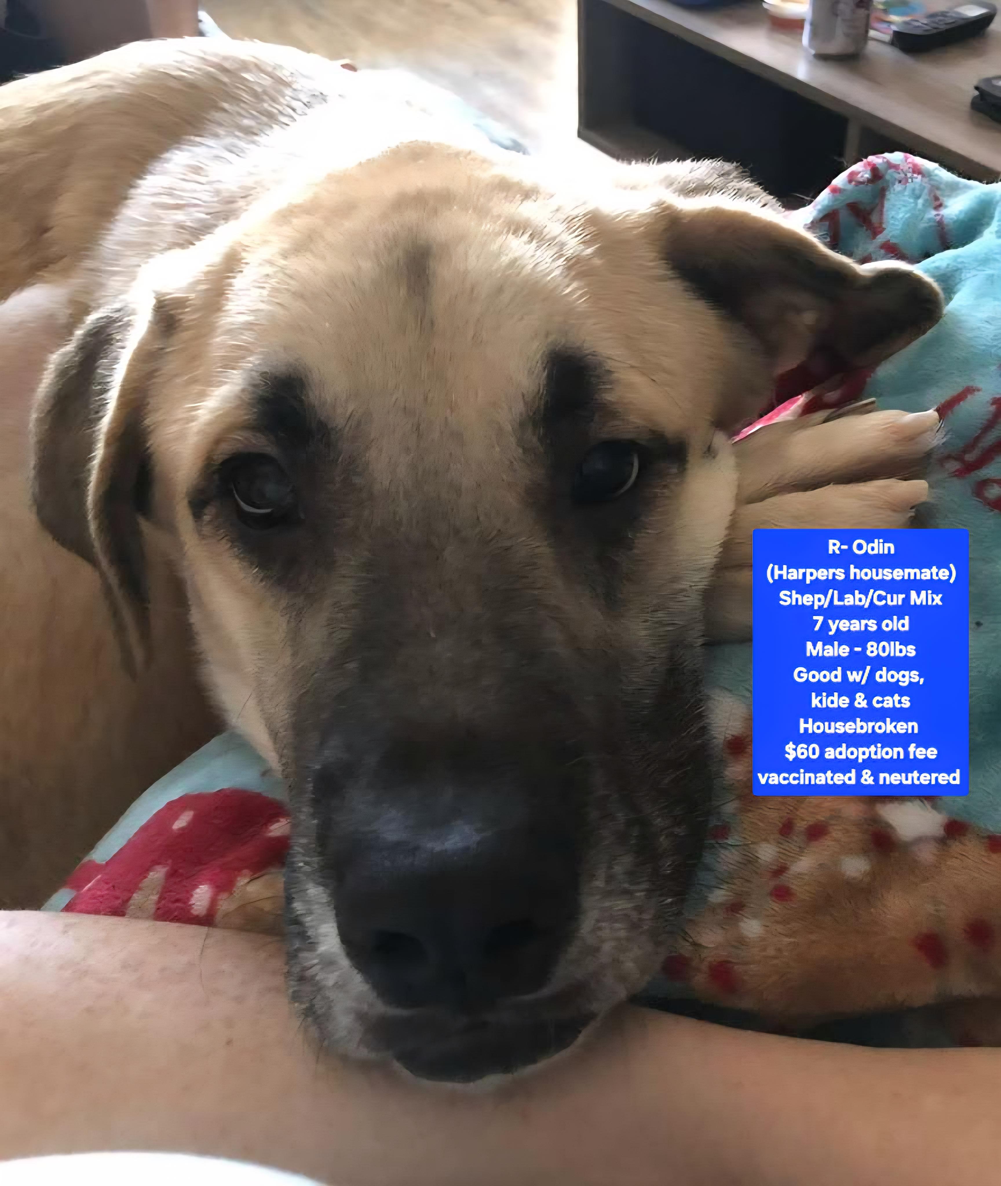 R- Odin, ADOPTABLE, Adult Male Shepherd & Labrador Retriever.