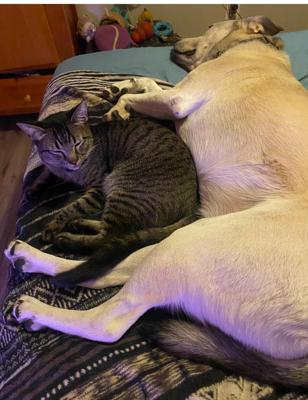 Enlarge MARTIN, a Adopted Tabby in Chandler, AZ image 1/3