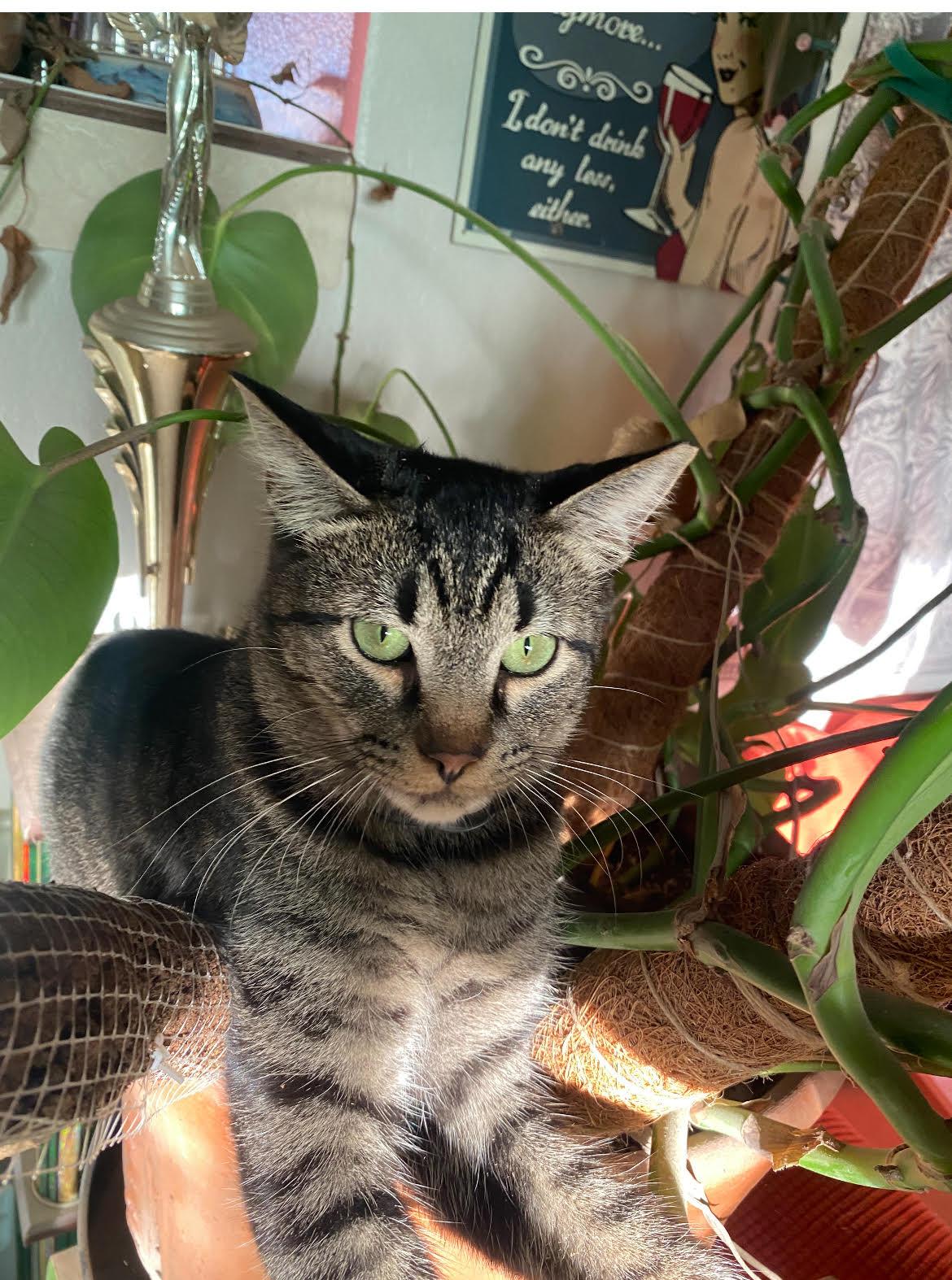 Enlarge MARTIN, a Adopted Tabby in Chandler, AZ image 2/3