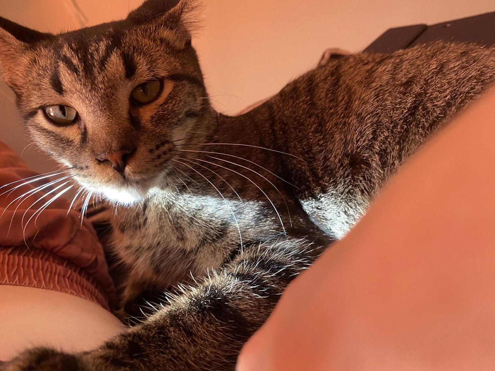 Enlarge MARTIN, a Adopted Tabby in Chandler, AZ image 3/3