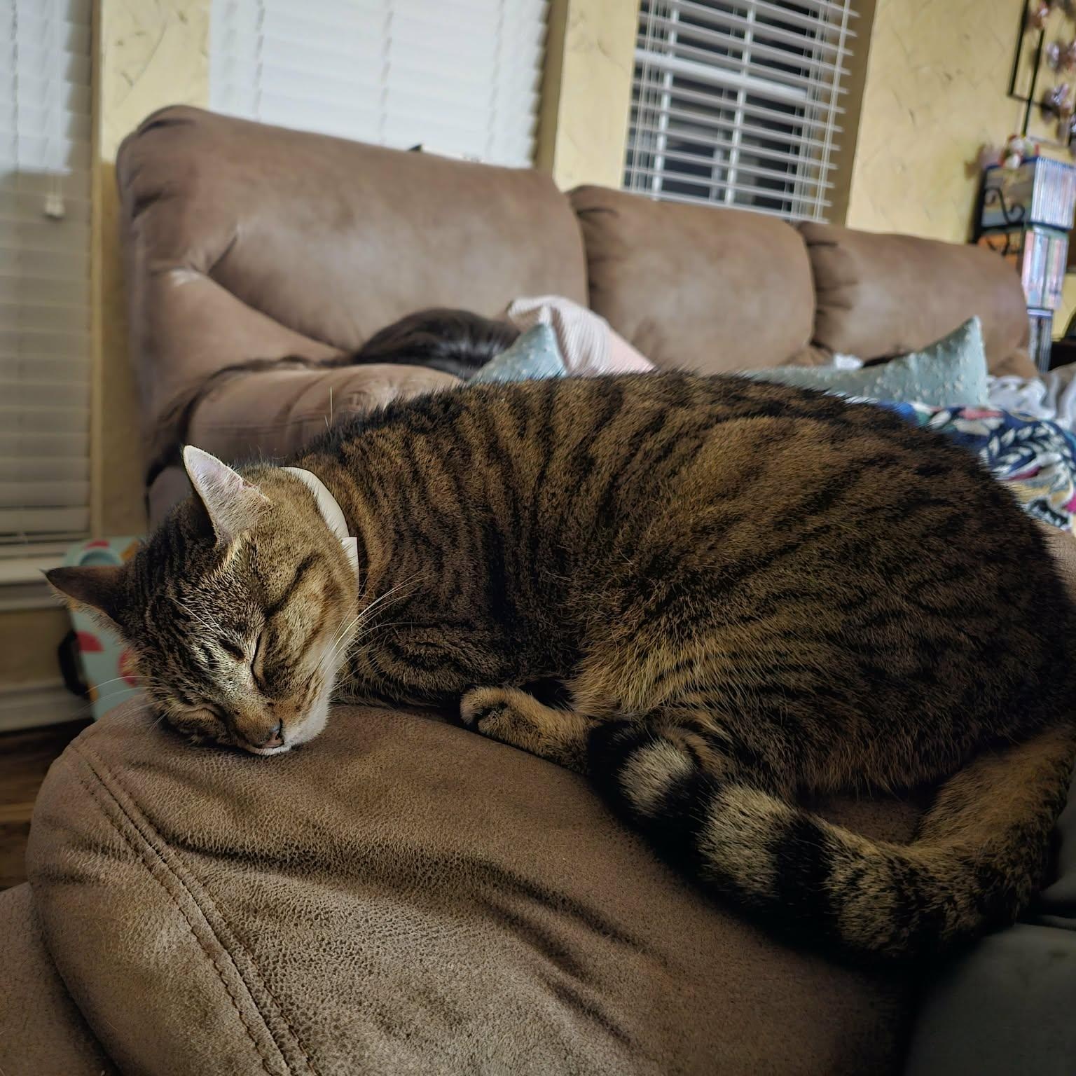 Enlarge Caramel Latte, a Adoptable mixed breed in North Bergen, NJ image 3/6