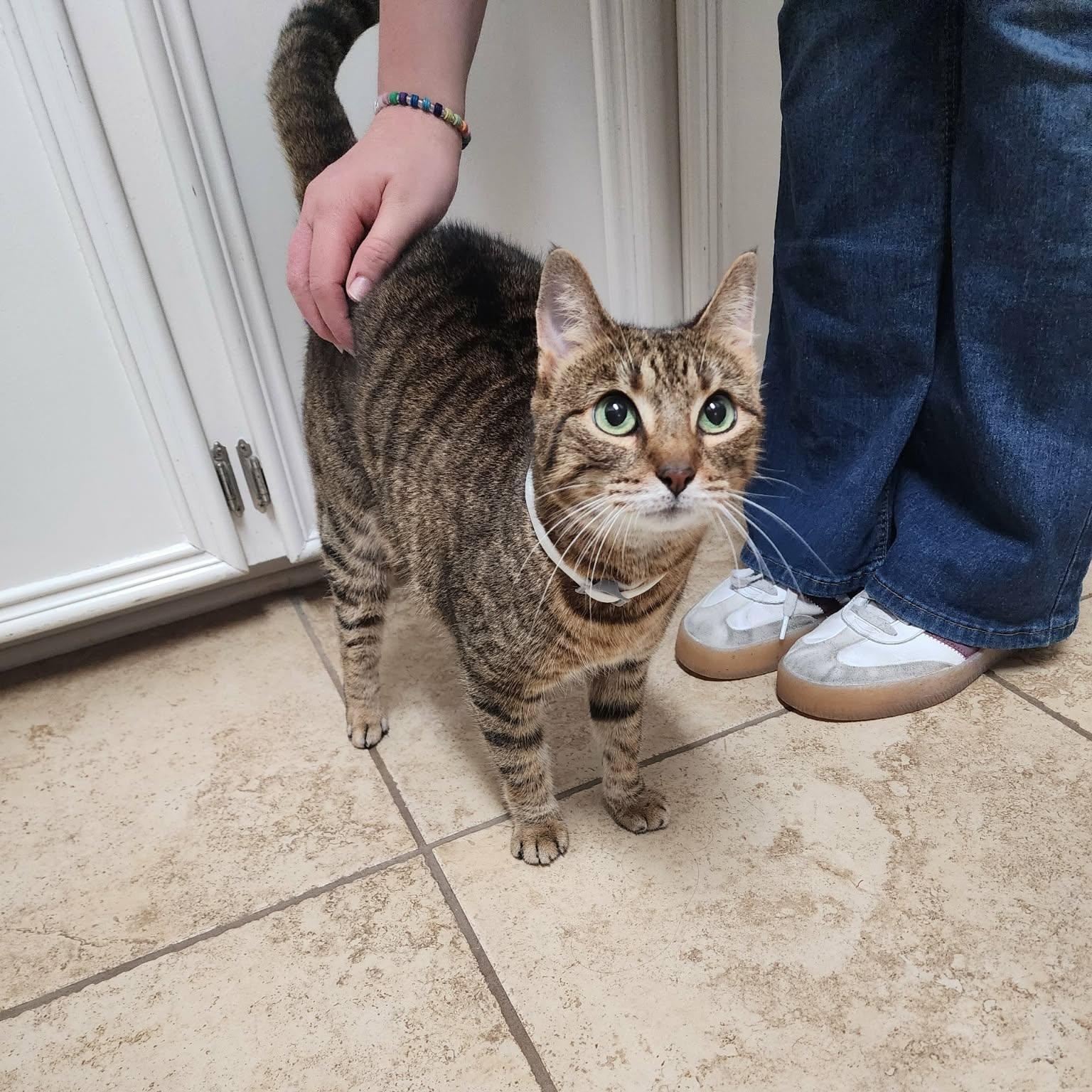 Enlarge Caramel Latte, a Adoptable mixed breed in North Bergen, NJ image 1/6