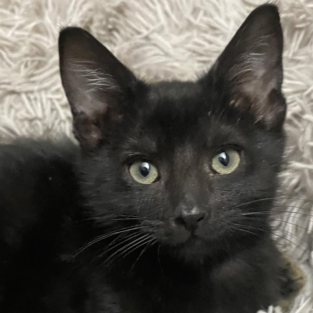 Milky Way, Adoptable, Kitten Female Domestic Short Hair.
