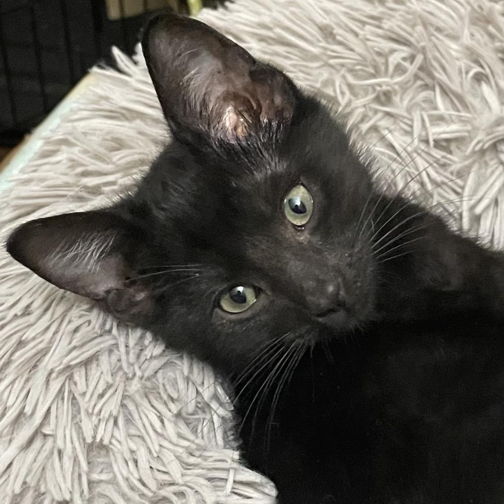 Milky Way, a Adoptable Domestic Short Hair in Missouri City, TX image 2/6