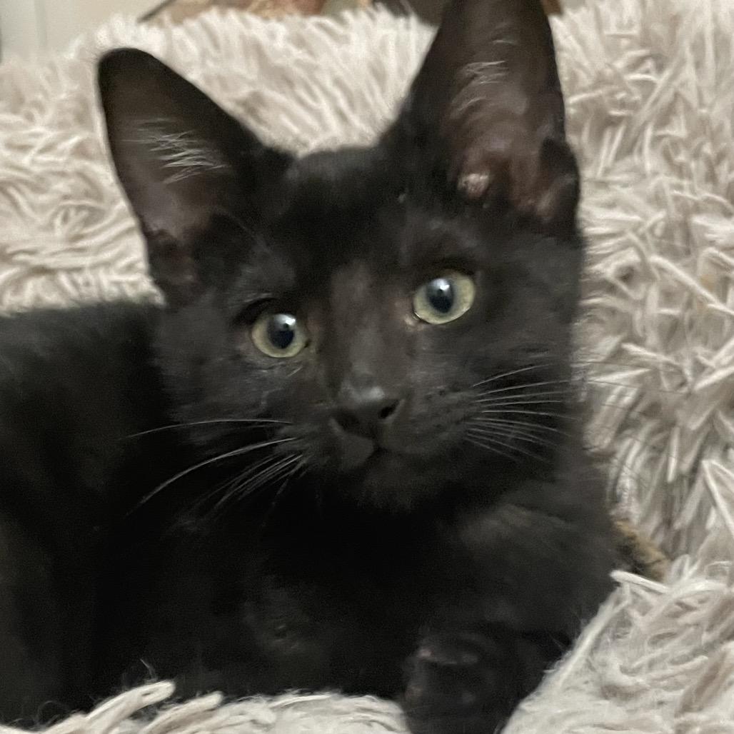 Milky Way, a Adoptable Domestic Short Hair in Missouri City, TX image 3/6