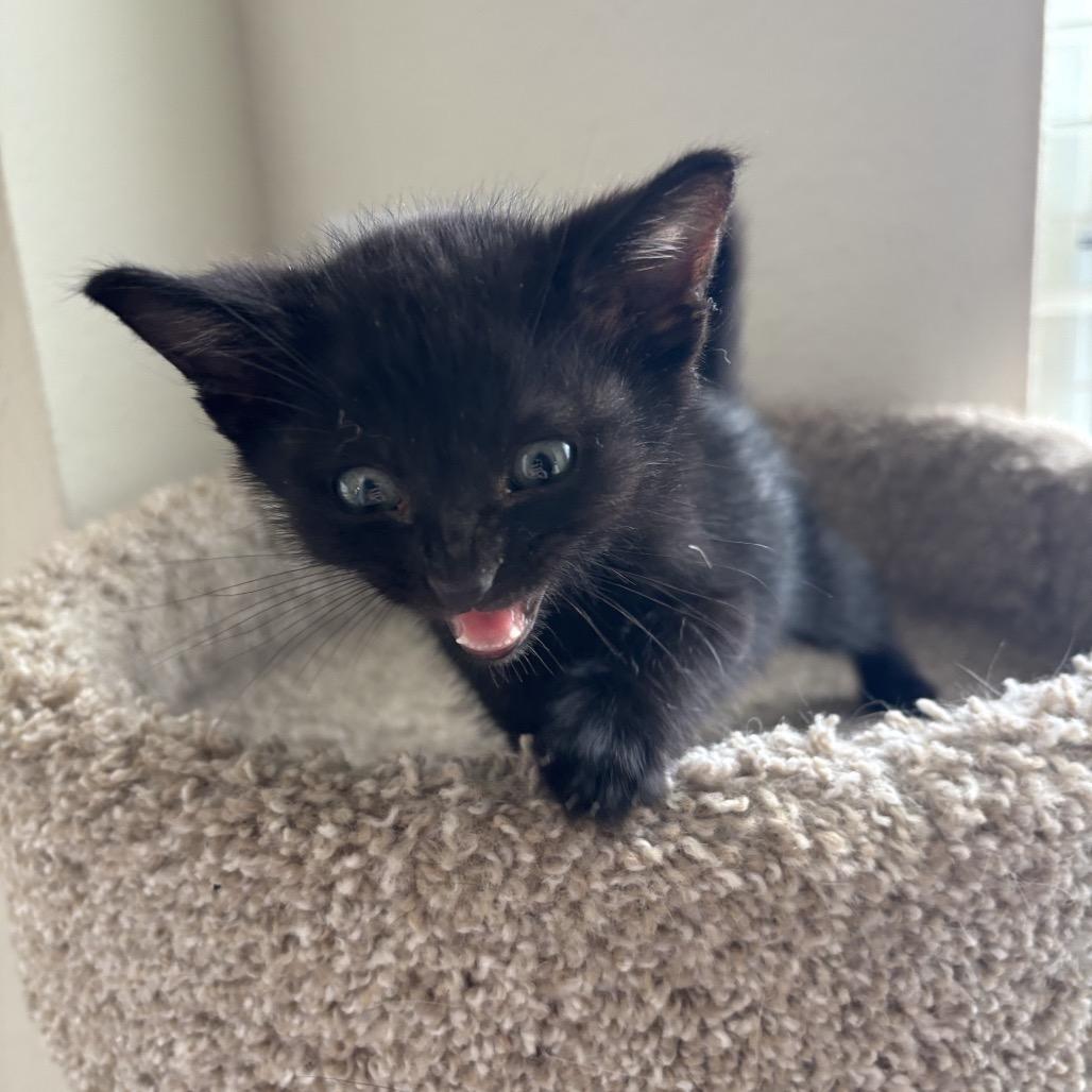 Enlarge Milky Way, a Adoptable Domestic Short Hair in Missouri City, TX image 2/2