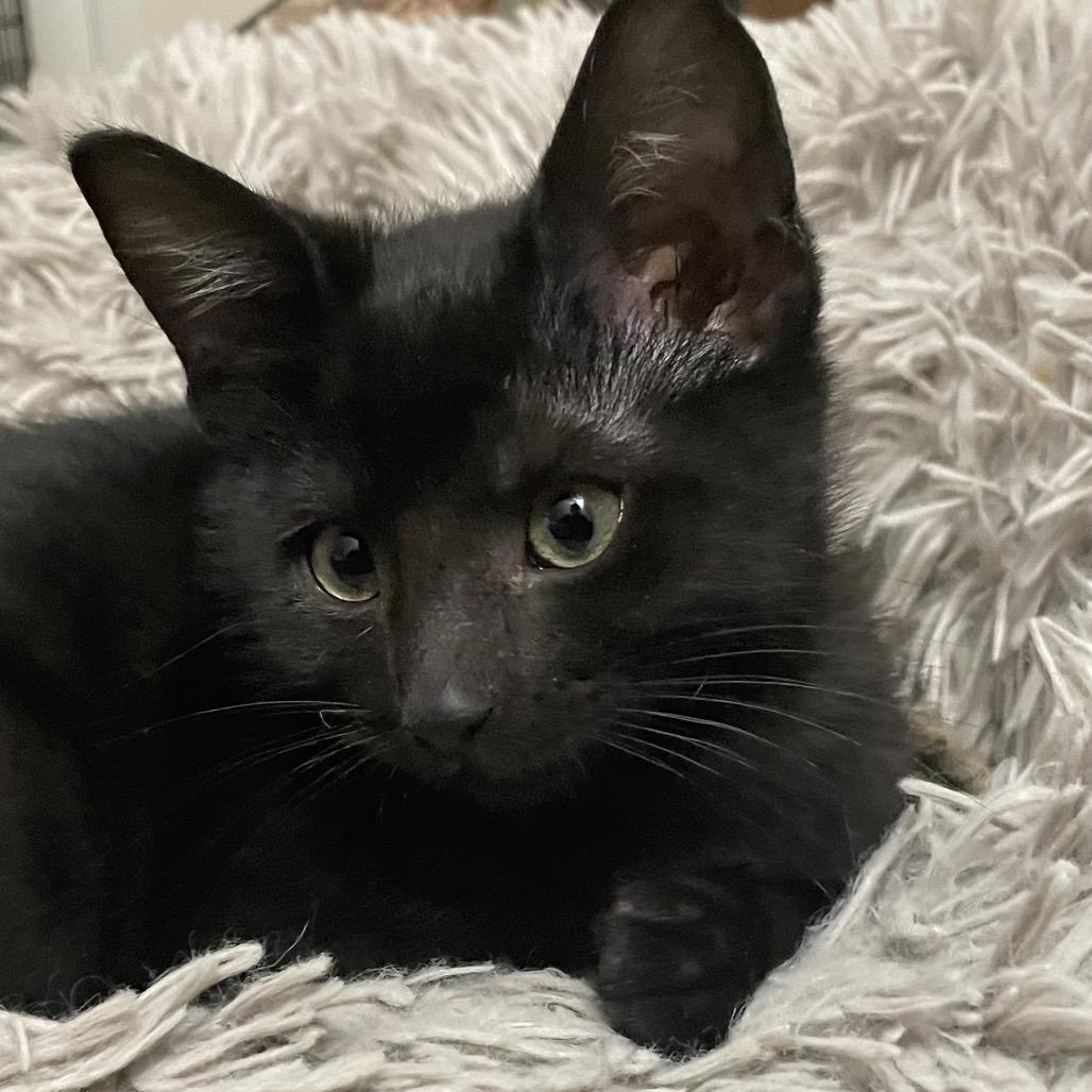 Milky Way, a Adoptable Domestic Short Hair in Missouri City, TX image 6/6