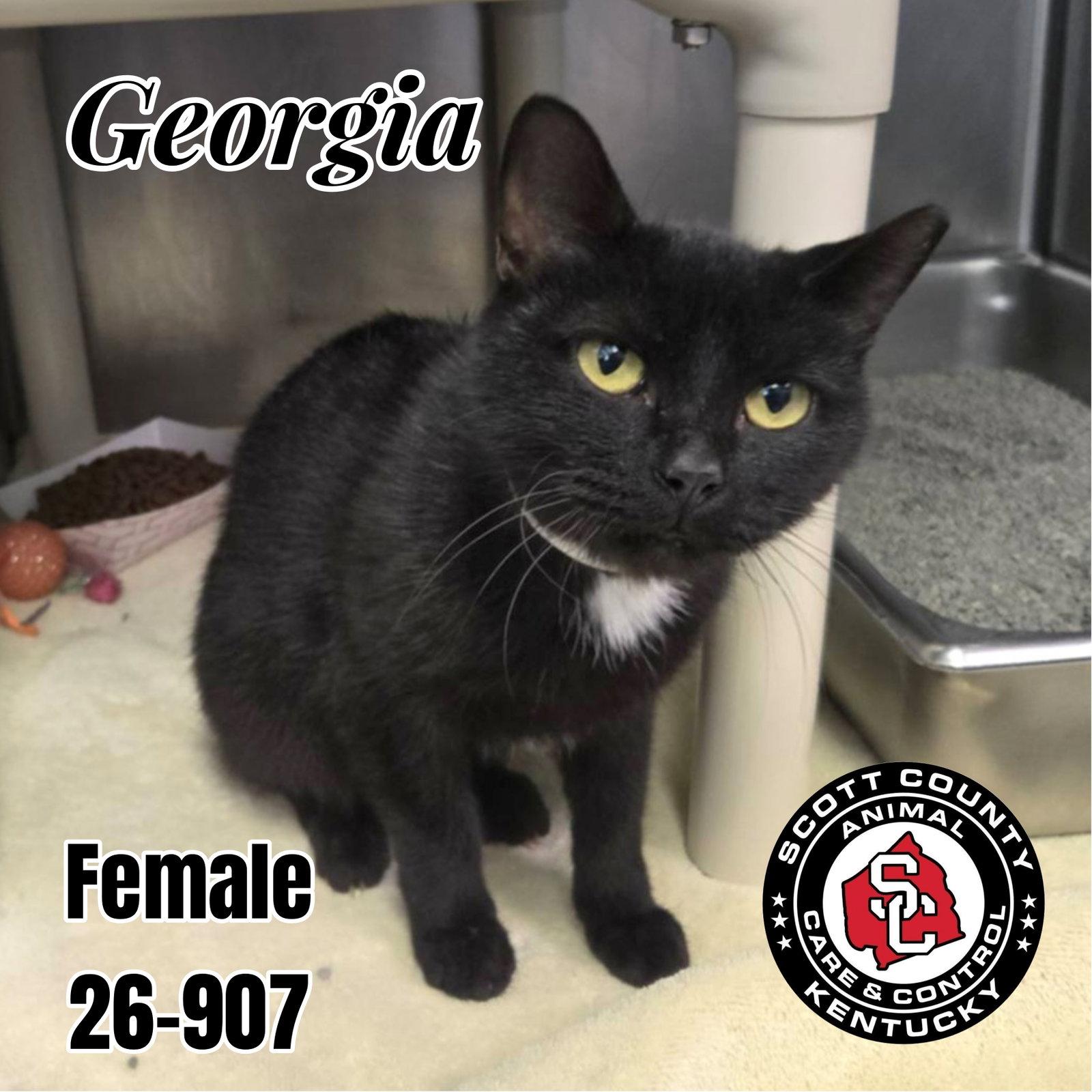 Georgia, Adoptable, Adult Female Manx.