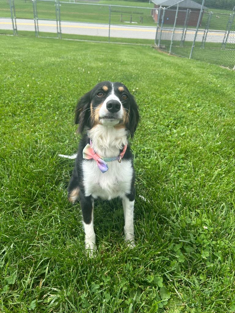 Pupcake, Adopted, Young Female Australian Shepherd.