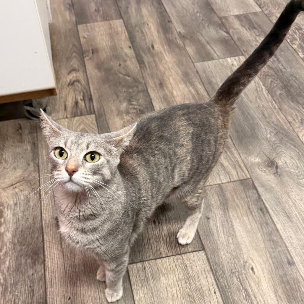 Enlarge It Girl, a Adoptable mixed breed in Boerne, TX image 1/6