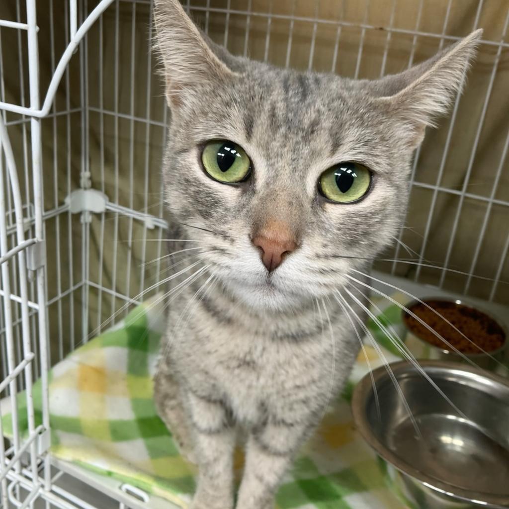 Enlarge It Girl, a Adoptable mixed breed in Boerne, TX image 4/6