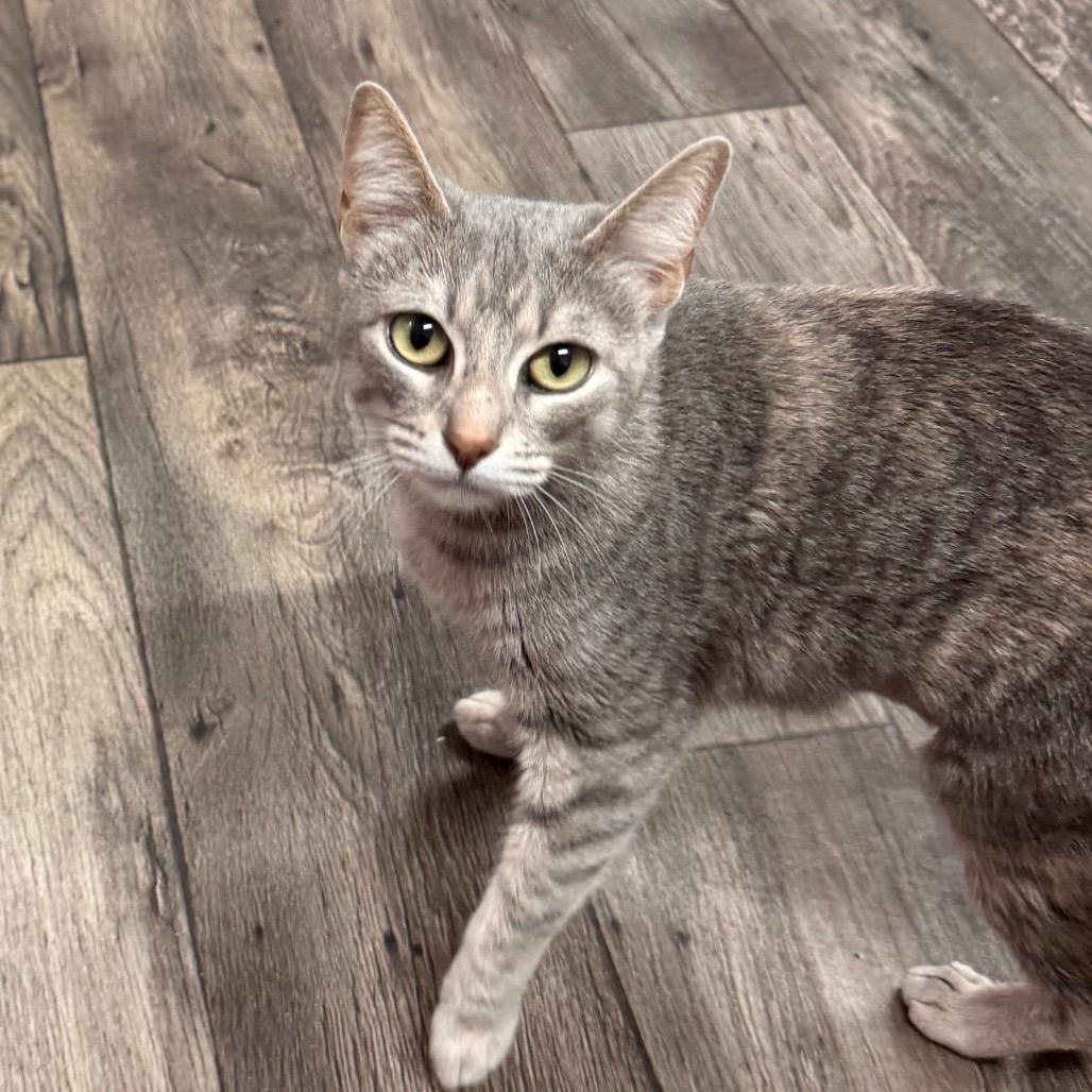 Enlarge It Girl, a Adoptable mixed breed in Boerne, TX image 1/6