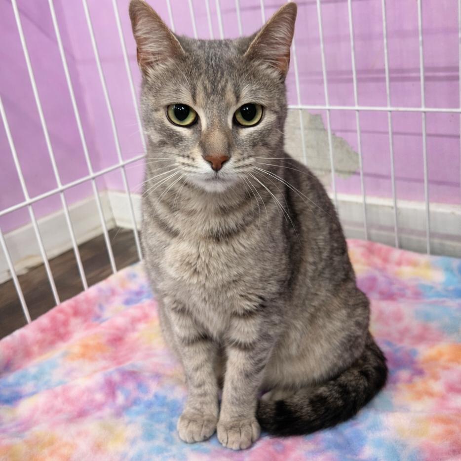 Enlarge It Girl, a Adoptable mixed breed in Boerne, TX image 2/6