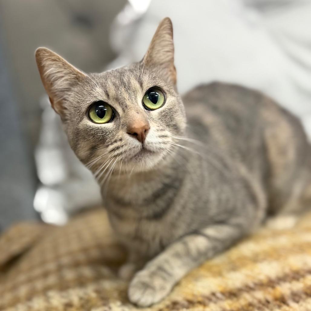 Enlarge It Girl, a Adoptable mixed breed in Boerne, TX image 3/6