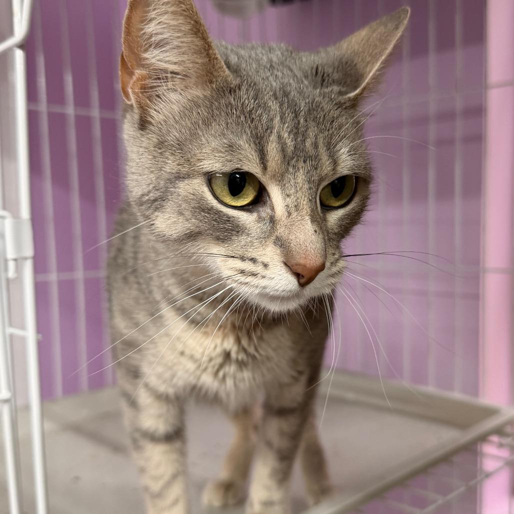 Enlarge It Girl, a Adoptable mixed breed in Boerne, TX image 5/6