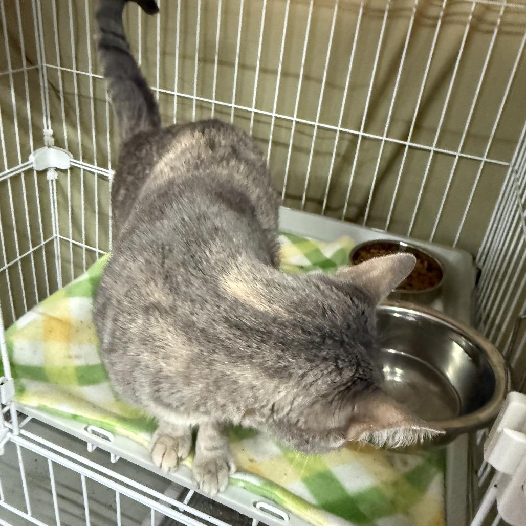 Enlarge It Girl, a Adoptable mixed breed in Boerne, TX image 6/6