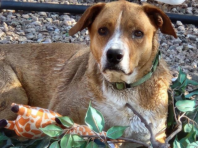 Enlarge LOGIC, a Adoptable mixed breed in Tucson, AZ image 1/1