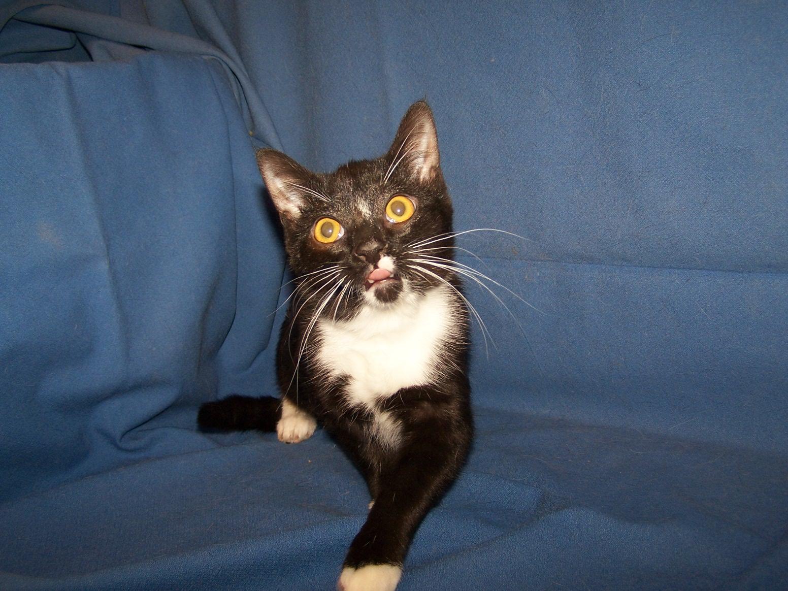 K-CSWY-Tipsy, Adopted, Young Female Domestic Short Hair.