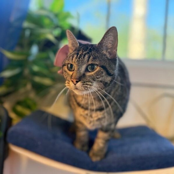 Faith the Love Bug — thumbnail 5