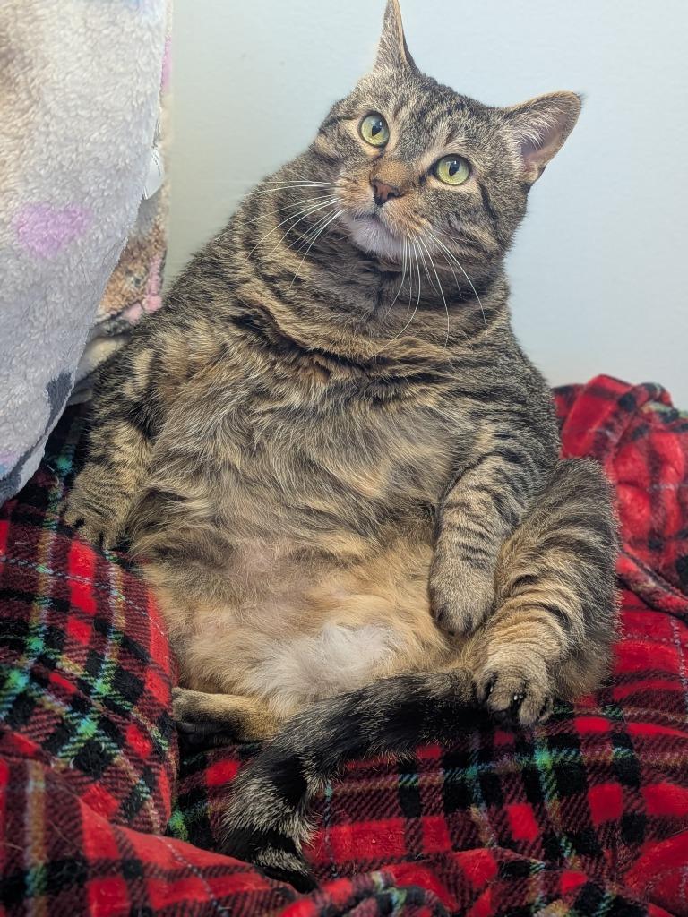 Enlarge Lola, a Adoptable mixed breed in Hyde Park, NY image 2/6