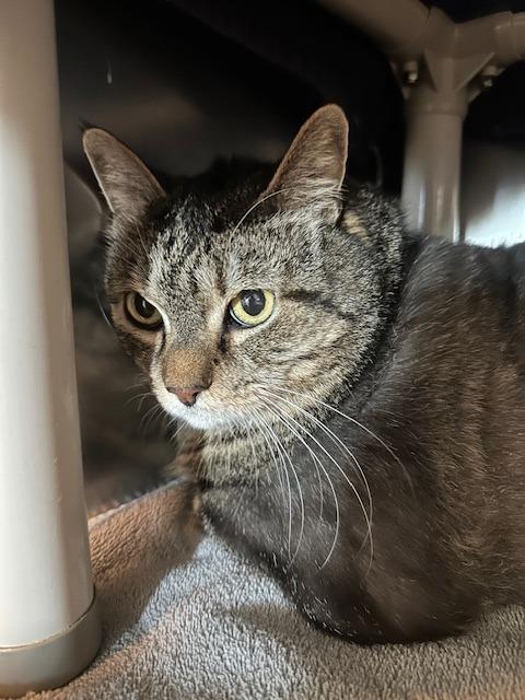 Enlarge Lola, a Adoptable mixed breed in Hyde Park, NY image 4/6