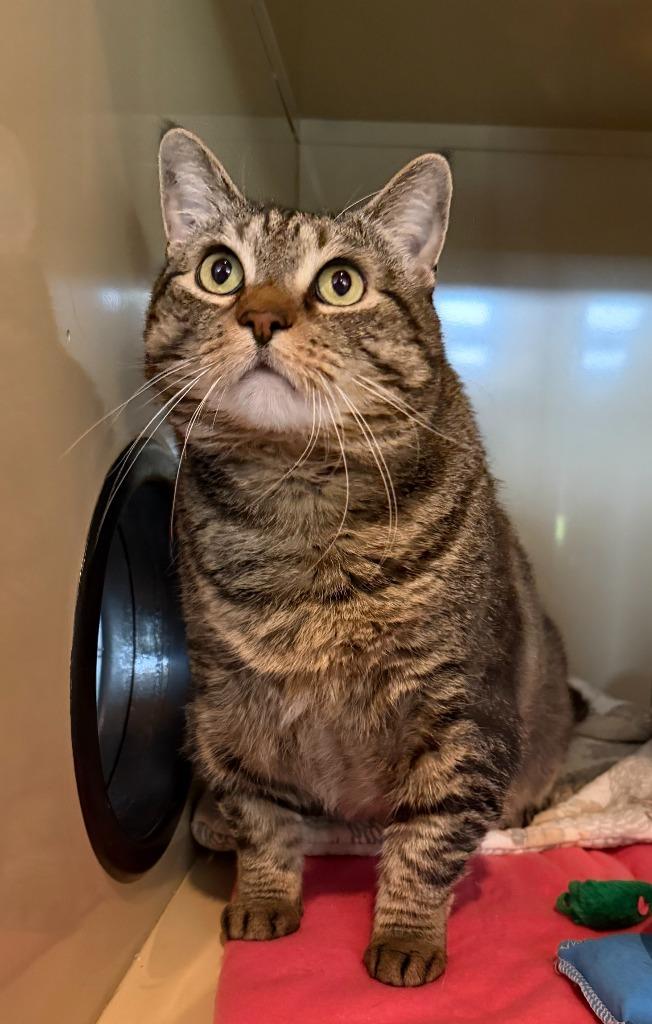 Enlarge Lola, a Adoptable mixed breed in Hyde Park, NY image 6/6