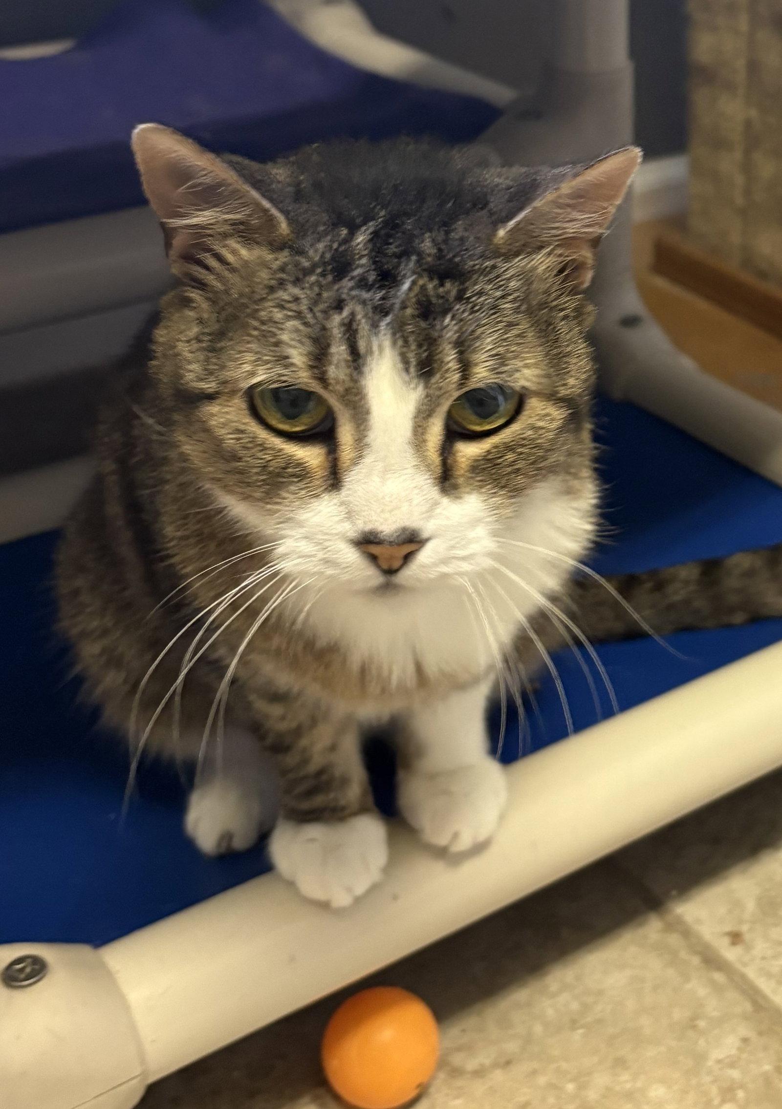 Gilda, Adoptable, Senior Female Domestic Short Hair.