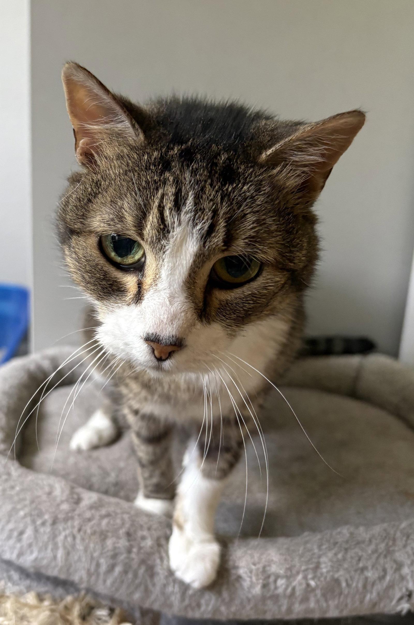 Gilda, a Adoptable Domestic Short Hair in Kansas City, MO image 2/3