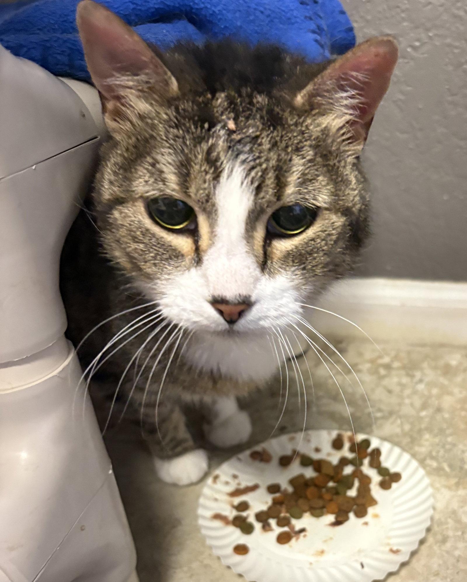 Gilda, a Adoptable Domestic Short Hair in Kansas City, MO image 3/3