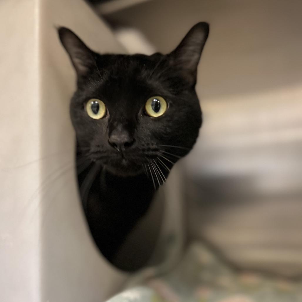 Rupert, Adoptable, Adult Male Domestic Medium Hair.