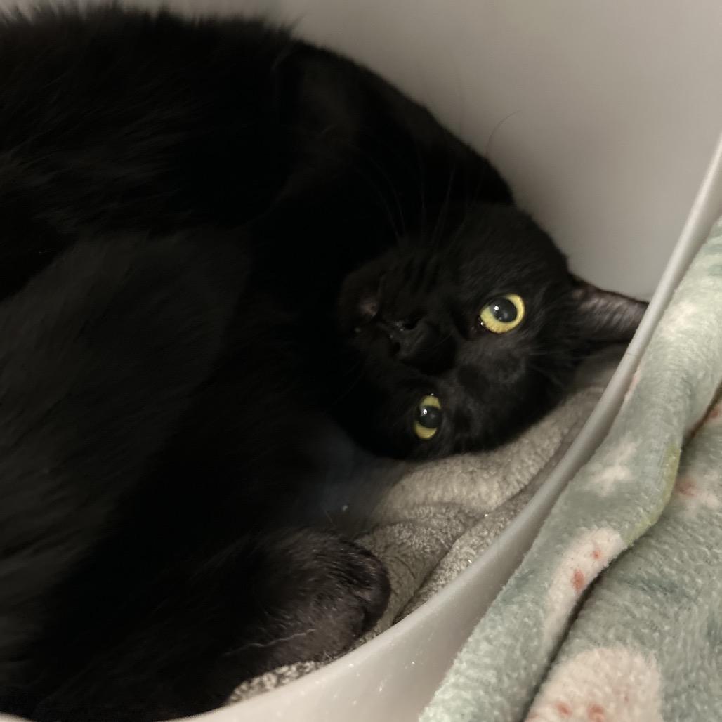 Enlarge Rupert, a Adoptable Domestic Medium Hair in Waukesha, WI image 2/3