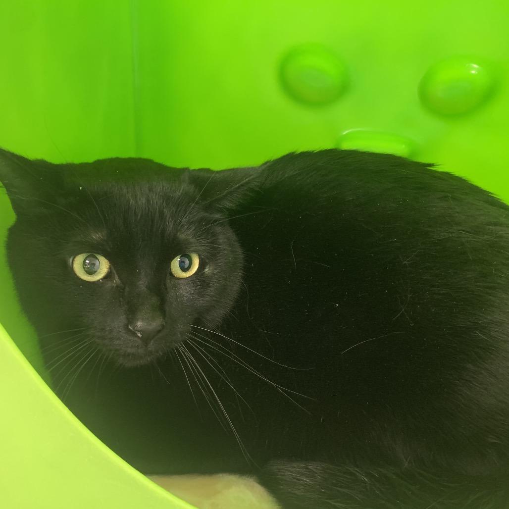 Enlarge Rupert, a Adoptable Domestic Medium Hair in Waukesha, WI image 3/3