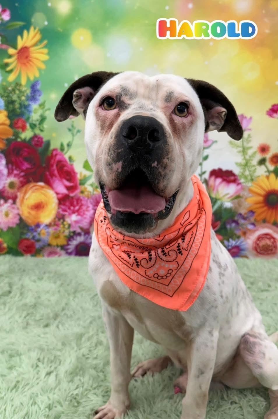 Harold, ADOPTABLE, Adult Male Mixed Breed.