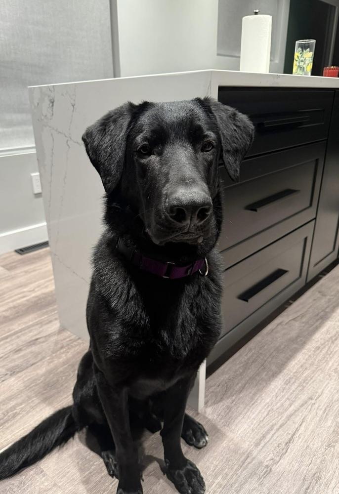 Thibaudeau / Jett, Adoptable, Young Male Labrador Retriever.