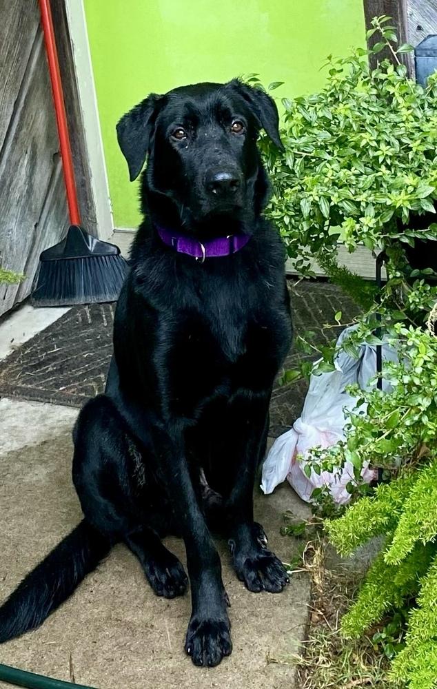 Thibaudeau / Jett, Adoptable, Young Male Labrador Retriever.