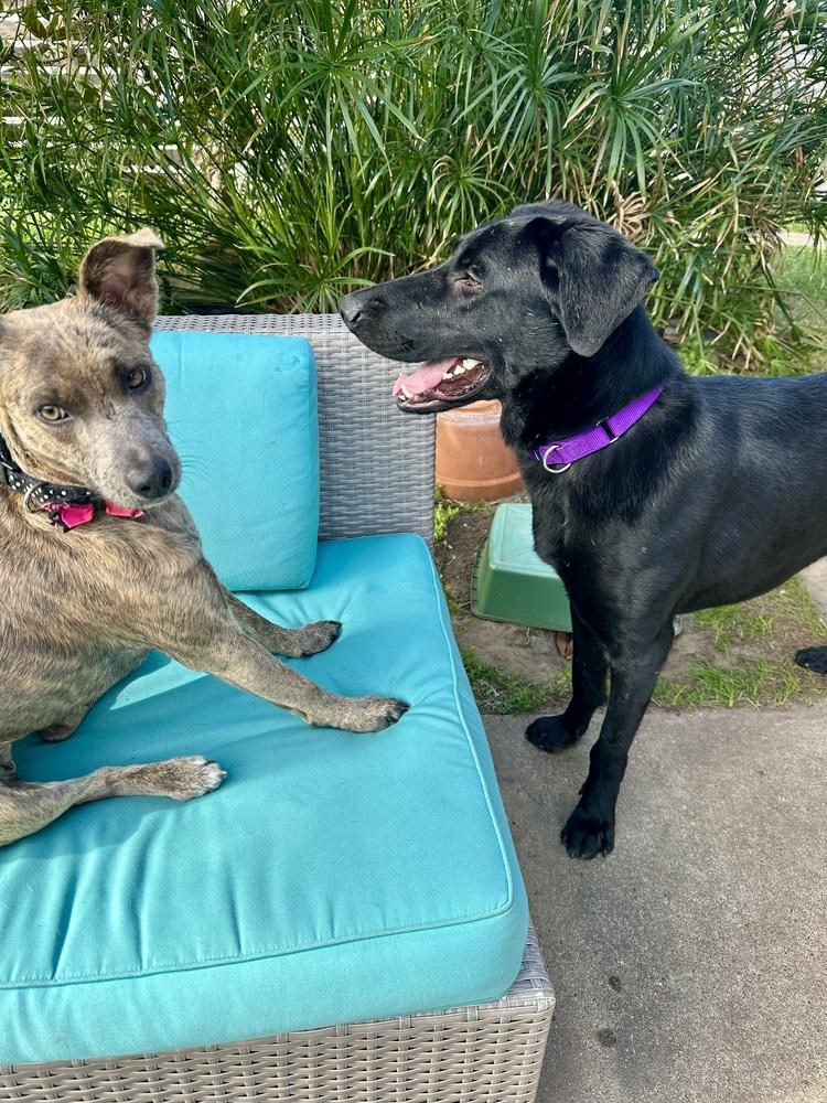 Enlarge Thibaudeau / Jett, a Adoptable mixed breed in Broomfield, CO image 2/6