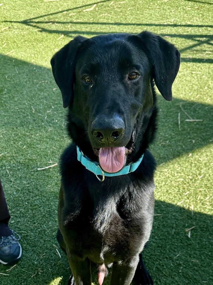 Enlarge Thibaudeau / Jett, a Adoptable mixed breed in Broomfield, CO image 3/6