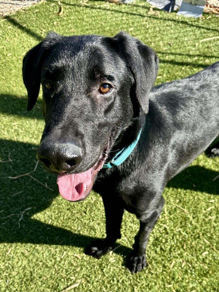 Enlarge Thibaudeau / Jett, a Adoptable mixed breed in Broomfield, CO image 4/6