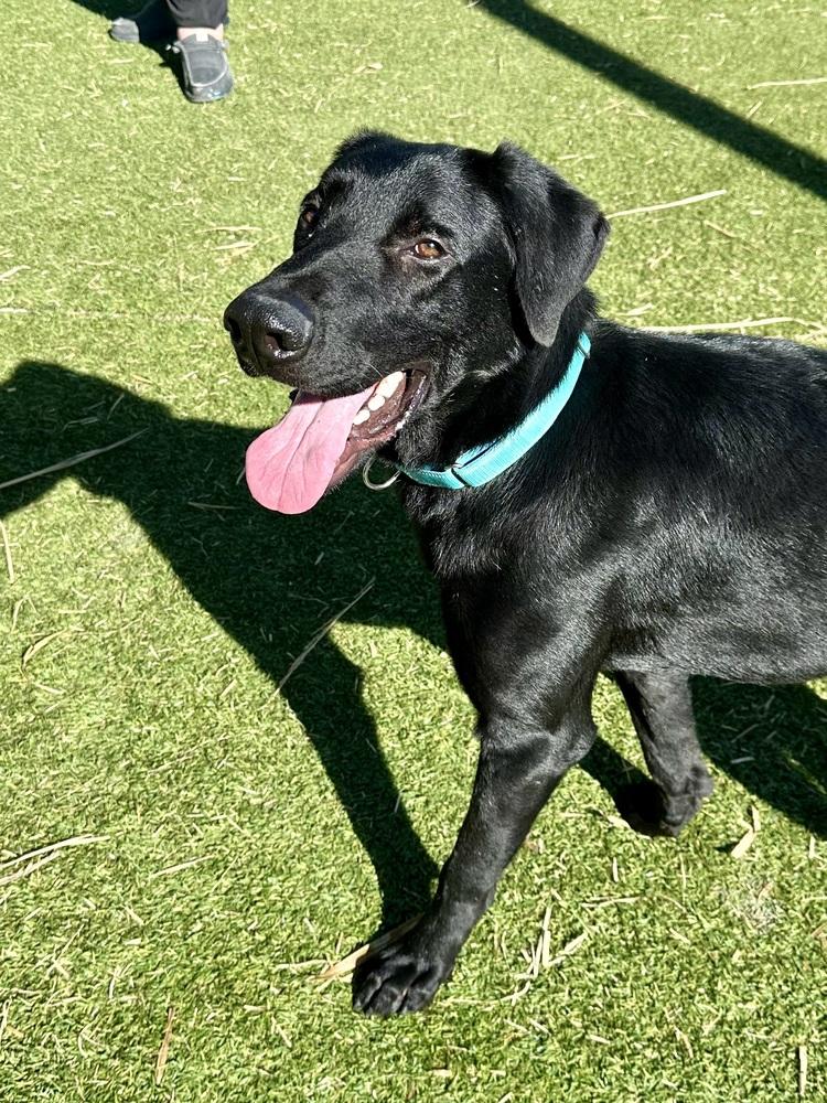 Enlarge Thibaudeau / Jett, a Adoptable mixed breed in Broomfield, CO image 5/6