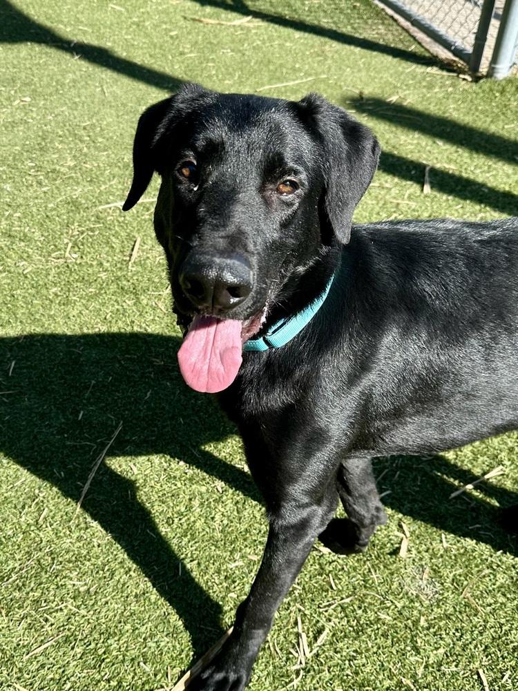 Enlarge Thibaudeau / Jett, a Adoptable mixed breed in Broomfield, CO image 6/6