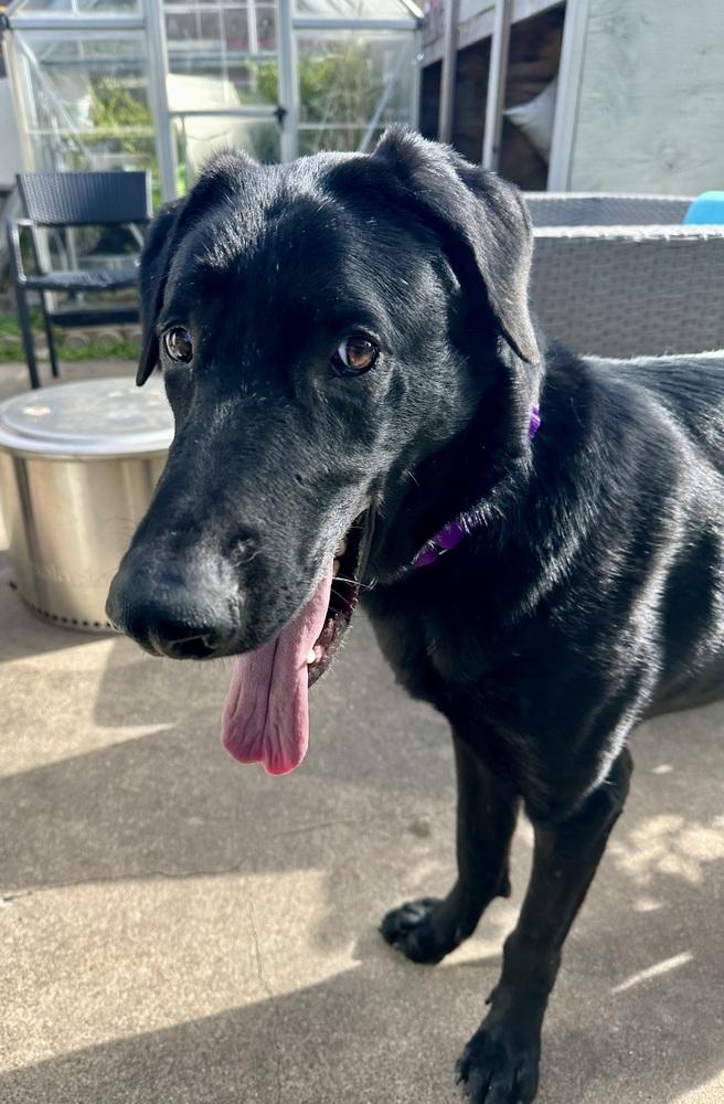 Enlarge Thibaudeau / Jett, a Adoptable mixed breed in Broomfield, CO image 6/6