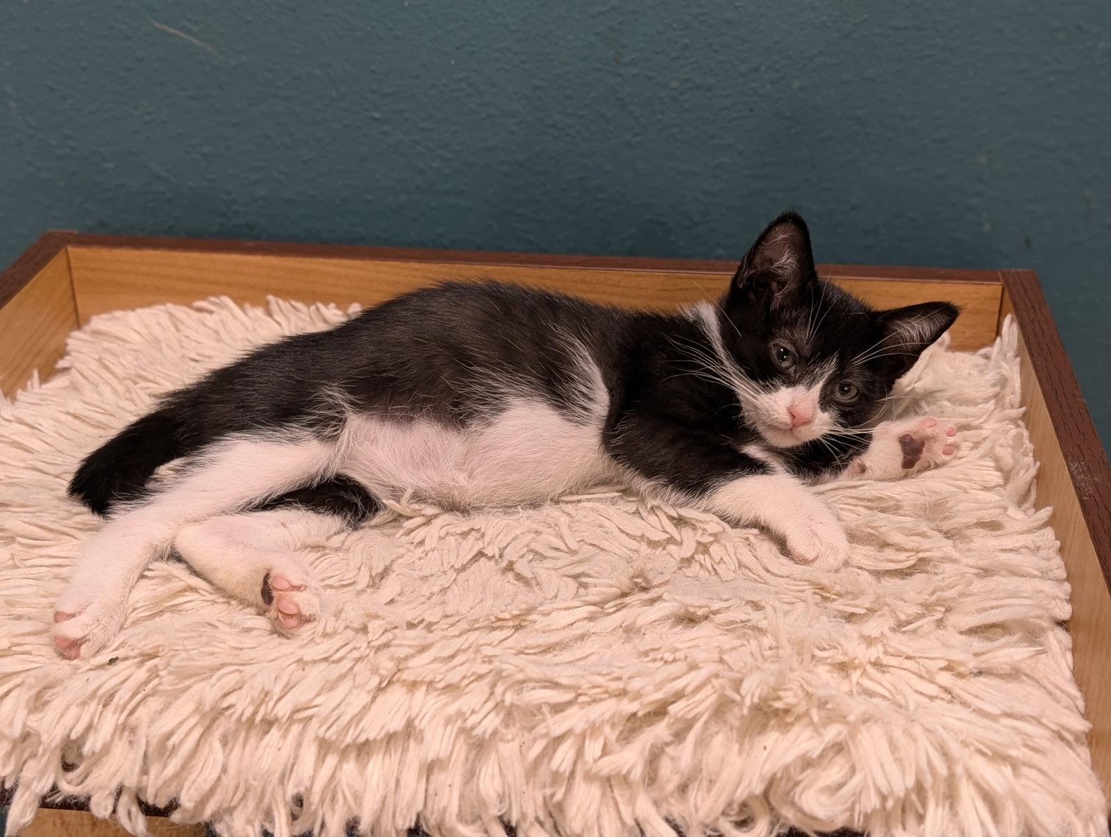 Enlarge Monica, a Adoptable Domestic Short Hair in Orlando, FL image 1/1